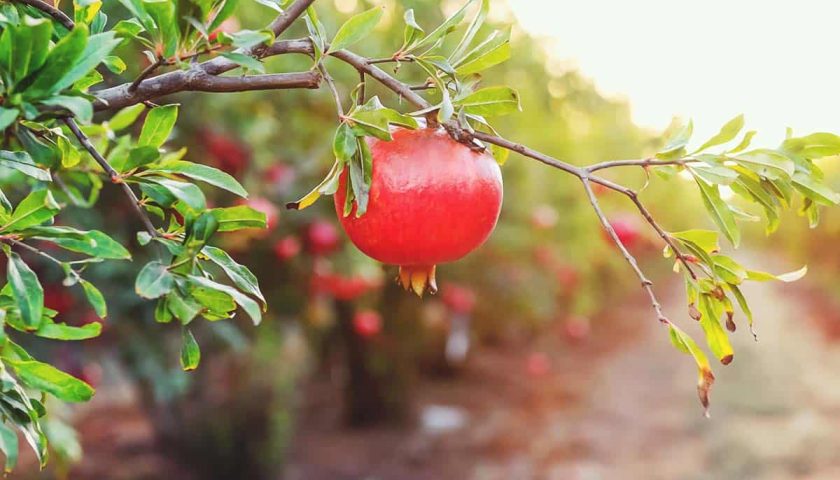 pomegranate