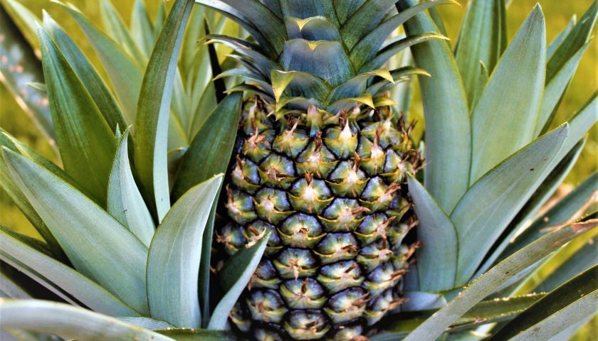 pineapple