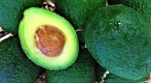 Avocado