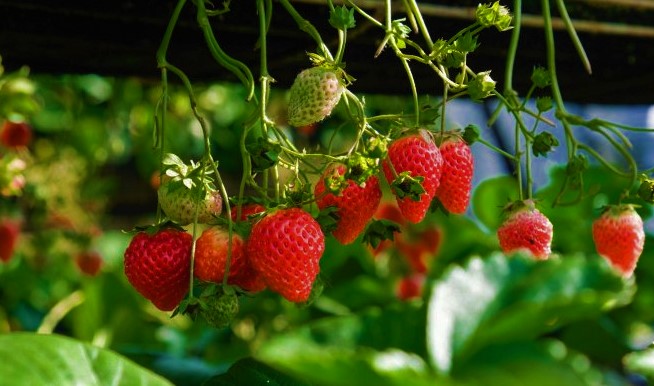 strawberries