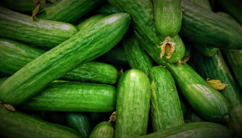 cucumber