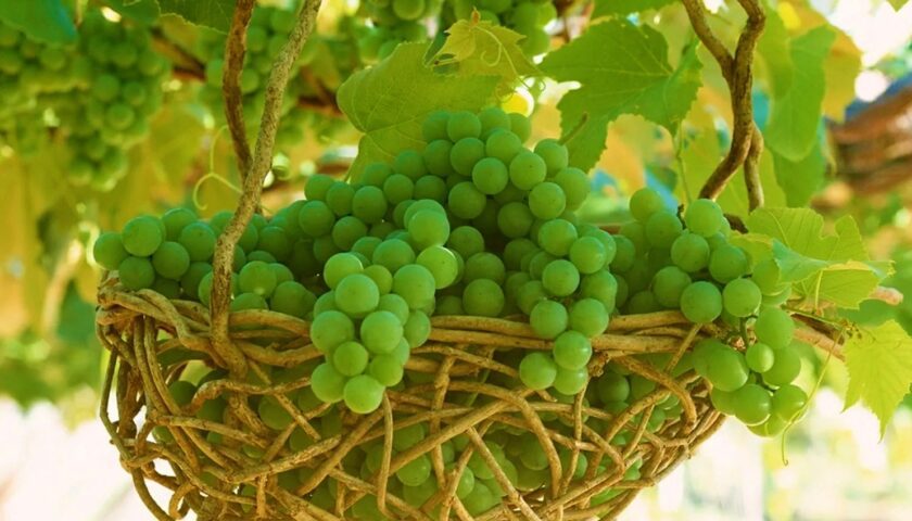 Grapes