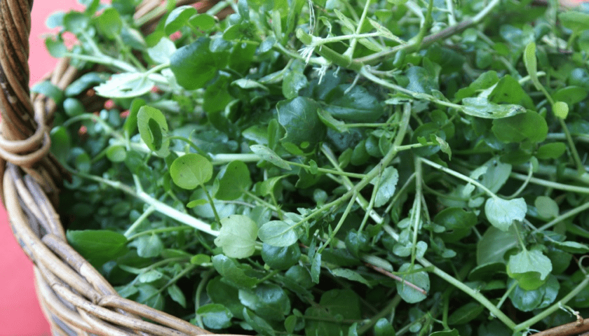 Watercress