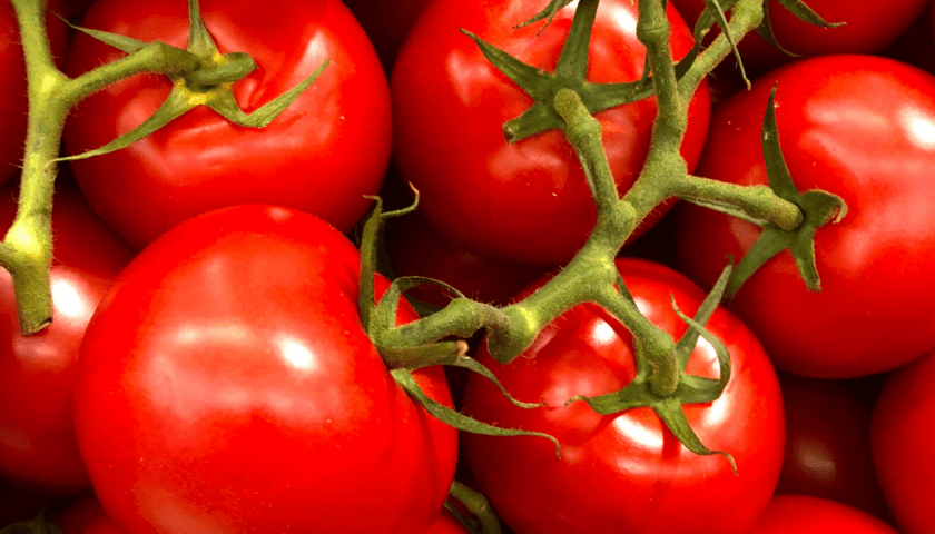 tomatoes