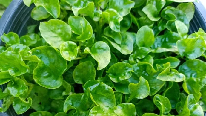 Watercress