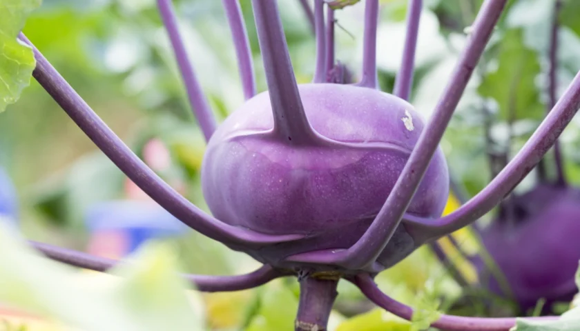 Kohlrabi