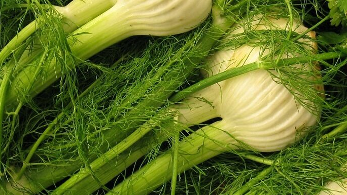 Fennel