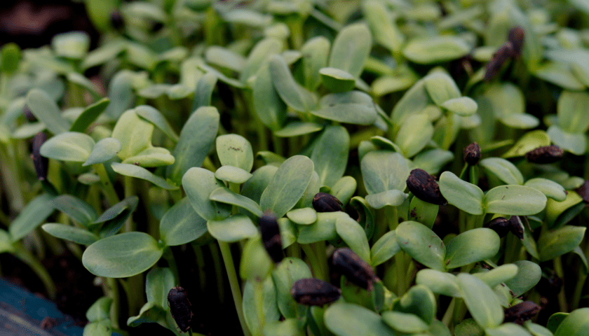 Microgreens