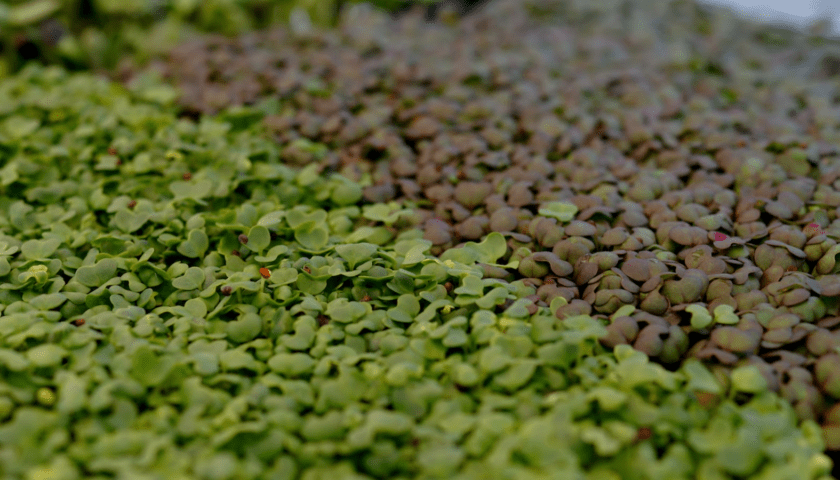 Microgreens