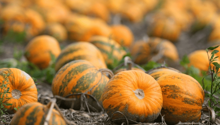 Pumpkins