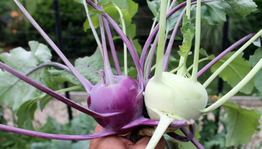 Kohlrabi