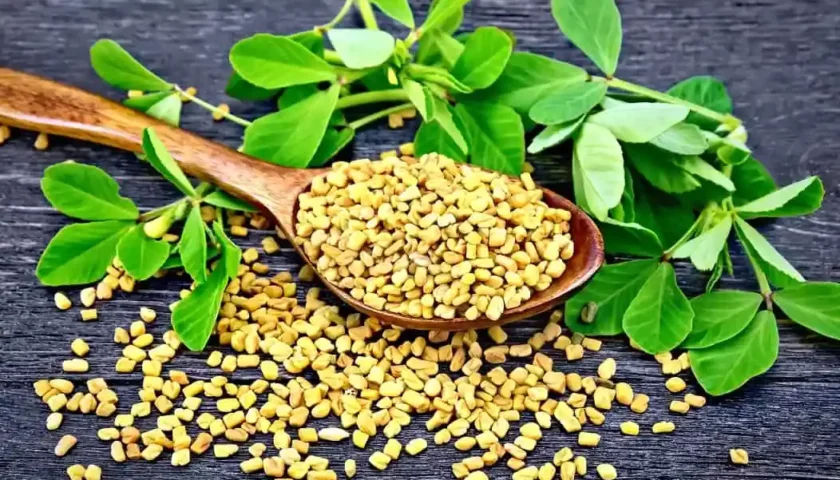 fenugreek