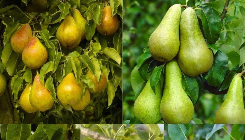 Pears