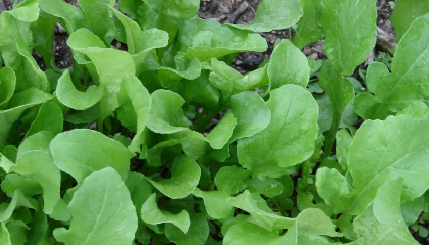 Arugula