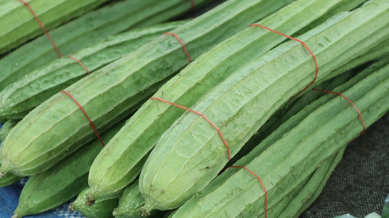 Ridge Gourd