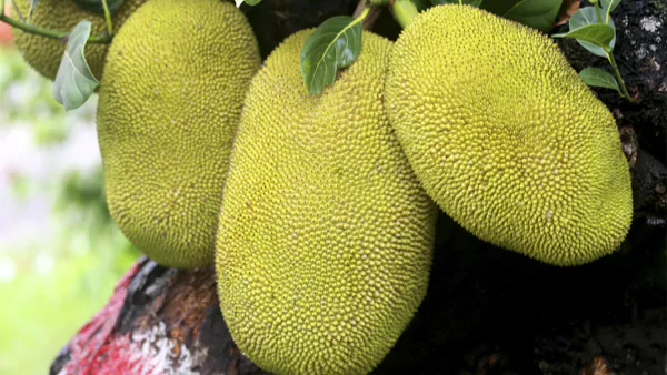 Jackfruit