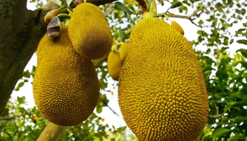 Jackfruit