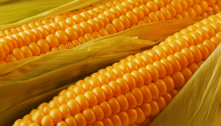 Corn