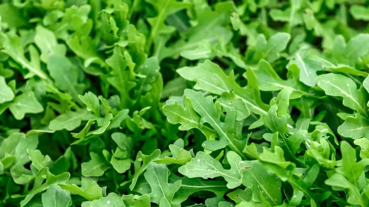 Arugula